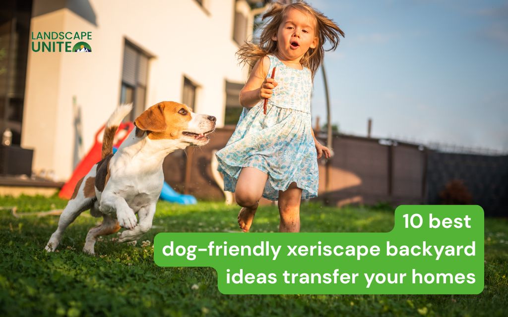 10 best dog-friendly xeriscape backyard ideas transfer your homes