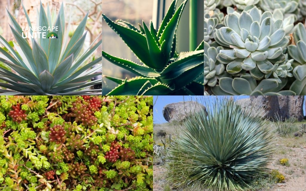 Agave, Aloe Vera, Echeveria, Sedum (Stonecrop), Yucca