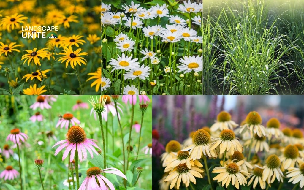 Best plants for xeriscaping in the Midwest and Northeast