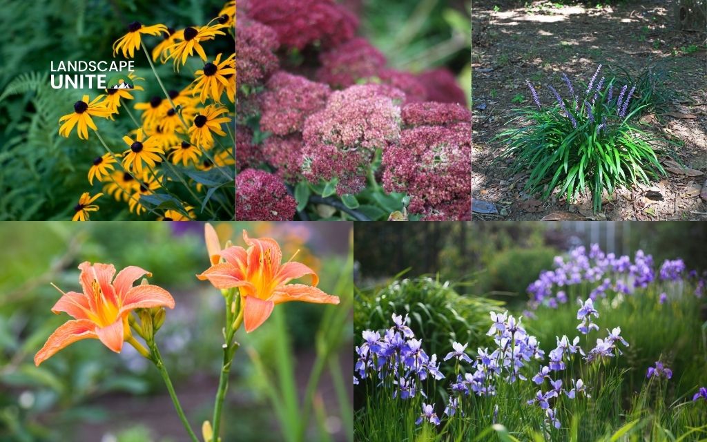 Best plants for xeriscaping in the Southeast U.S.