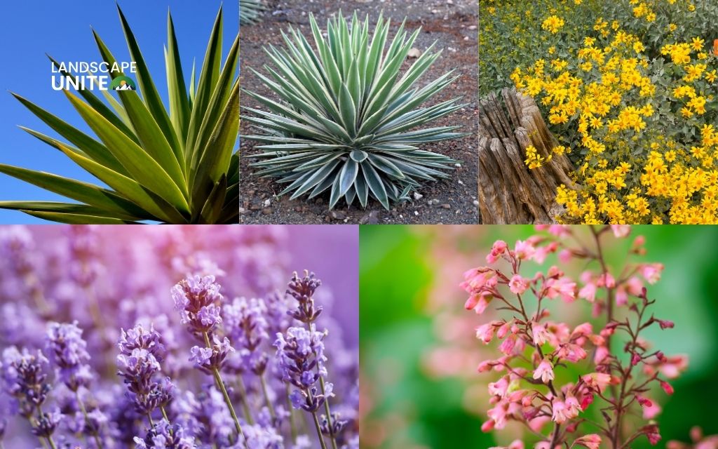 Best plants for xeriscaping in the Southwest U.S.