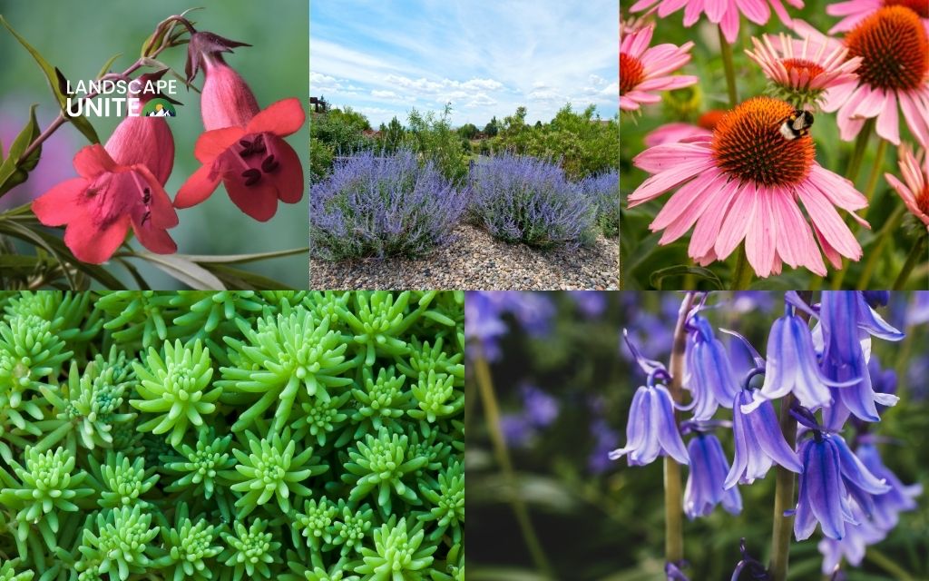 Best plants for xeriscaping in the West and Rocky Mountains