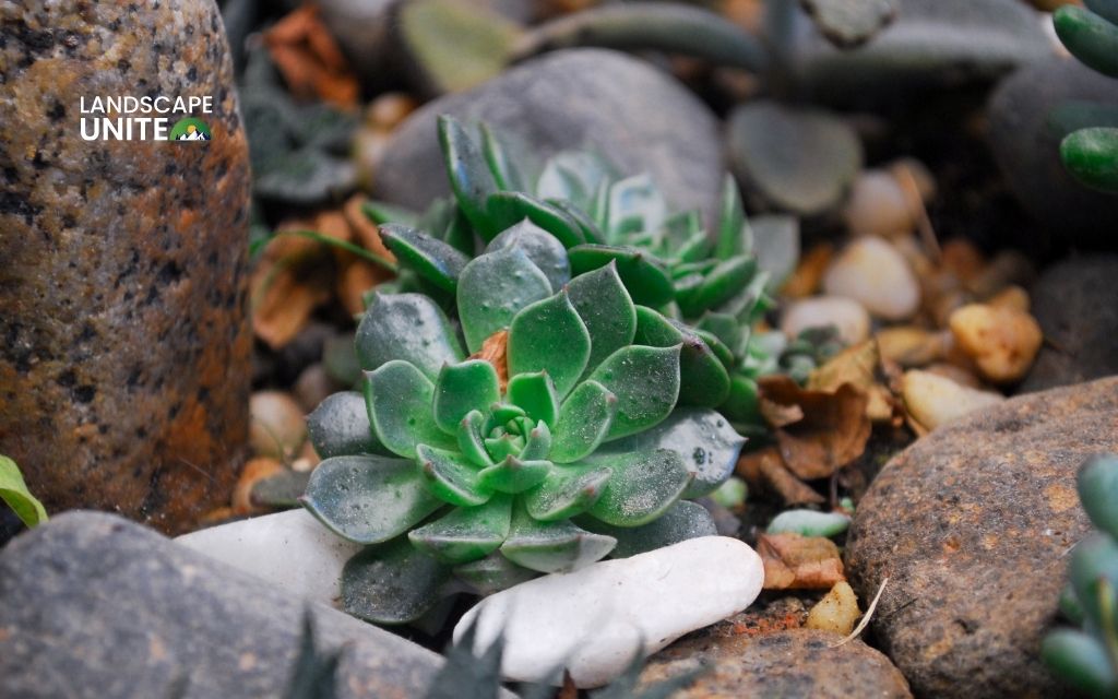 Best xeriscape plants for stunning water-wise landscapes