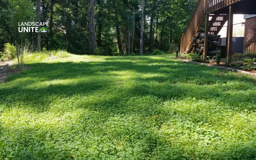 5. Compact low-water lawn patch for play