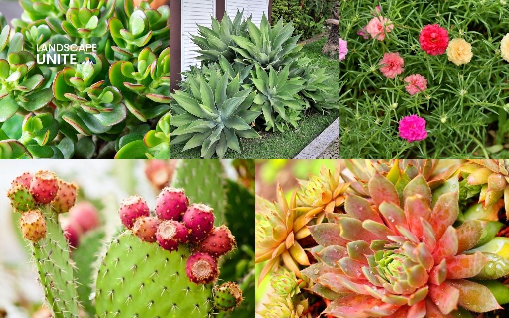 Crassula, Agave Attenuata, Portulaca, Opuntia, Sempervivum