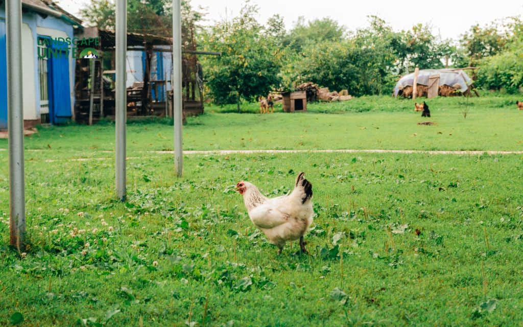How to keep chickens out of flower beds with 10 natural & effective strategies 6 Design dedicated chicken areas