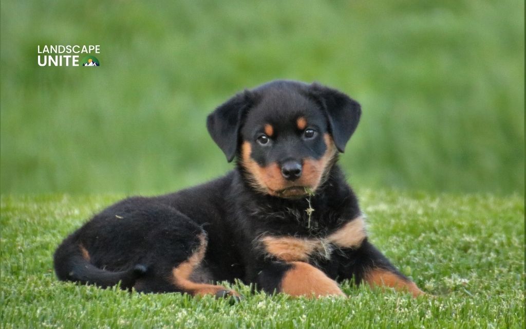 How often to clean fake grass from dog urine