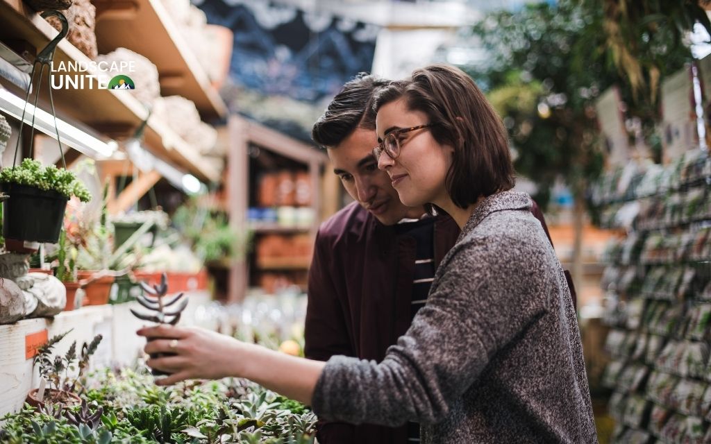How to choose the best succulents for xeriscaping