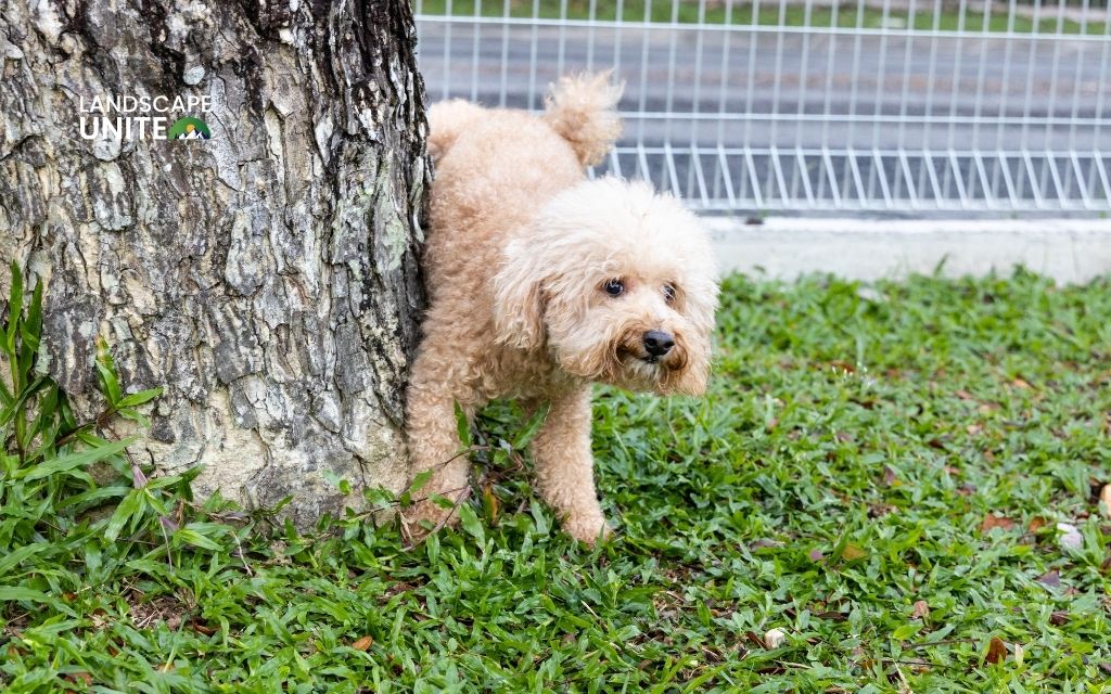 How to clean fake grass from dog urine