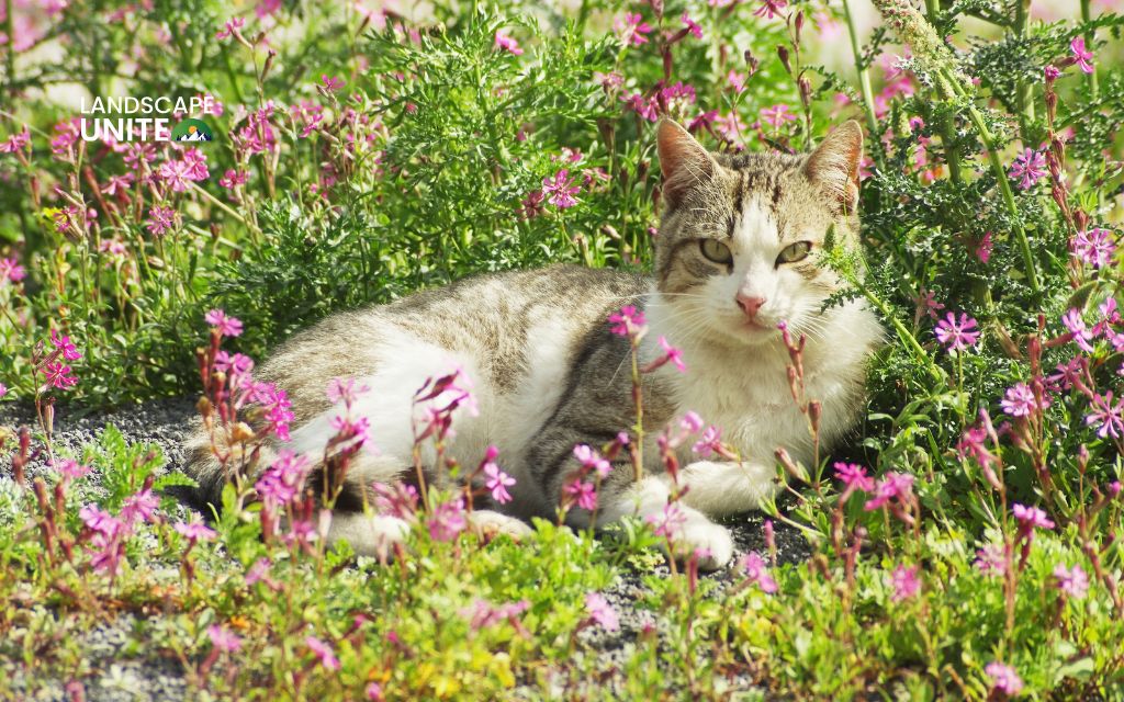 How to keep cats out of flower beds: 8 simple solutions for a cat-free garden