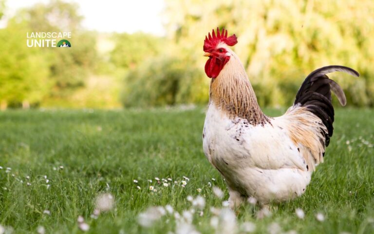 How to keep chickens out of flower beds with 8 natural & effective strategies