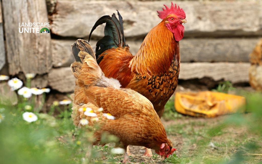 How to keep chickens out of flower beds
