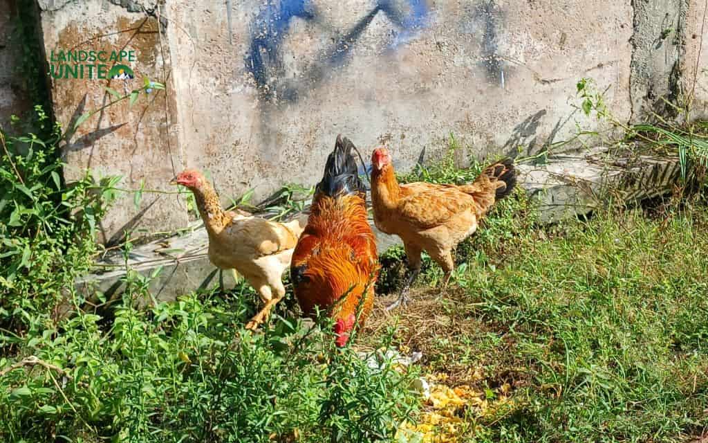 How to keep chickens out of flower beds with 10 natural & effective strategies 9 Implement supervised free-range periods