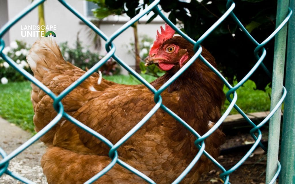 How to keep chickens out of flower beds with 10 natural & effective strategies 2 Install chicken fencing or garden netting