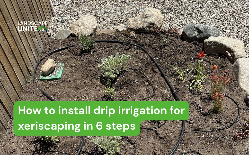 Install drip irrigation for xeriscaping in 6 easy steps (Beginner-friendly guide)