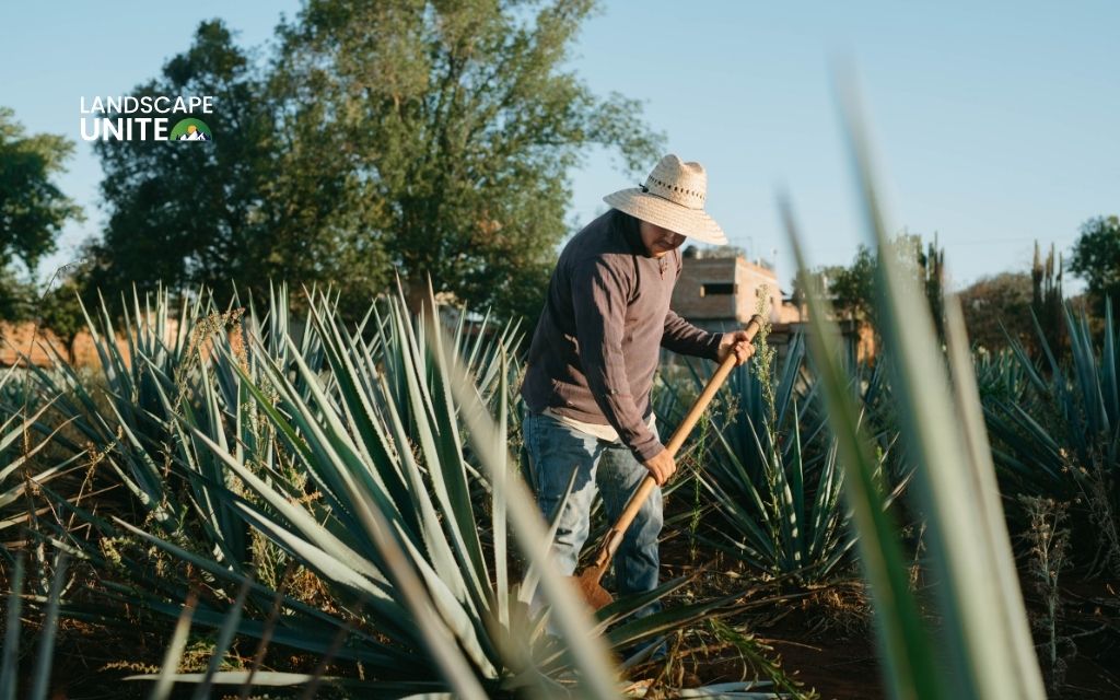 Maintenance secrets for thriving xeriscape gardens