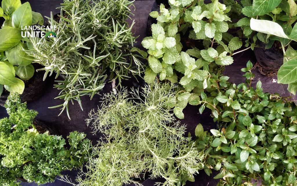 How to keep chickens out of flower beds with 10 natural & effective strategies 4 Plant herbs or dense "hedges" as natural barriers