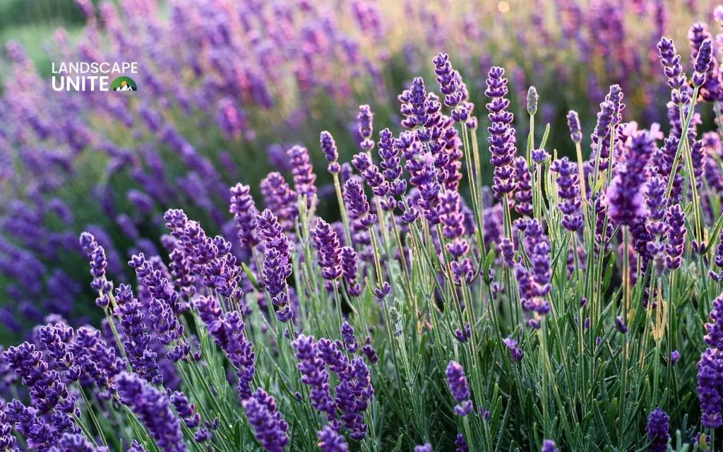 Planting and establishment best practices for drought tolerant plants
