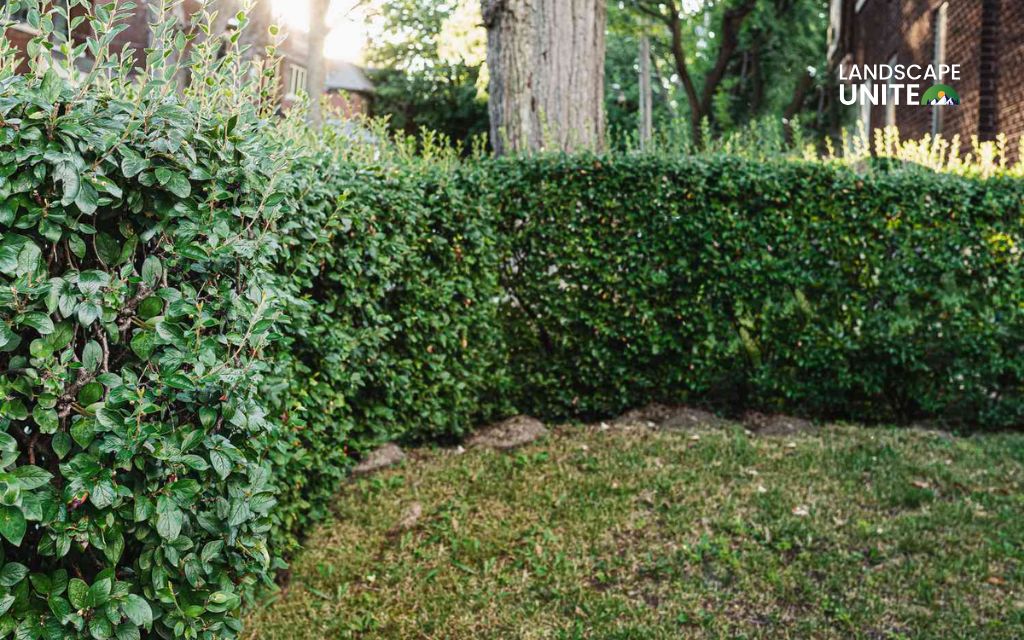 8. Privacy border with drought-tolerant shrubs
