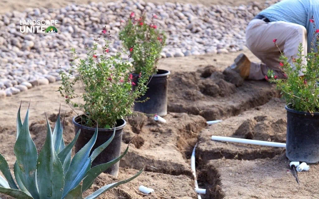 Smart strategies to reduce xeriscape cost