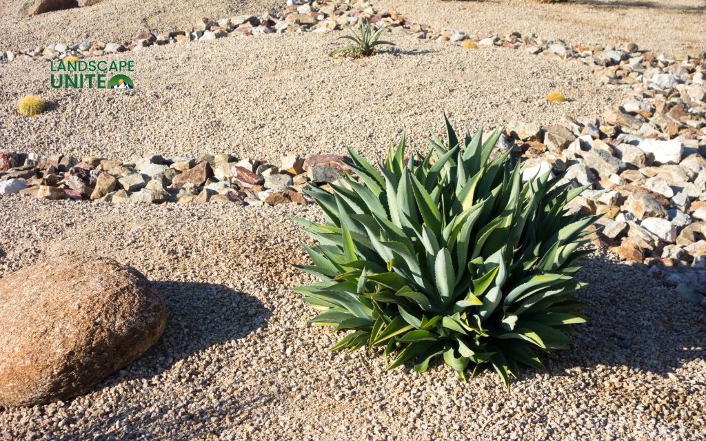 Top 10 benefits of xeriscaping: smart landscaping choice