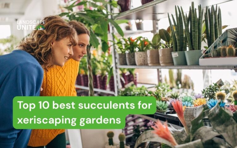 Top 10 best succulents for xeriscaping gardens