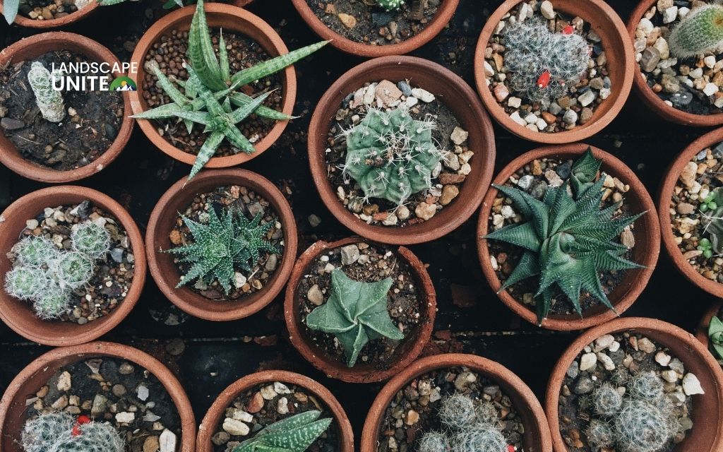 Top 10 best succulents for xeriscaping