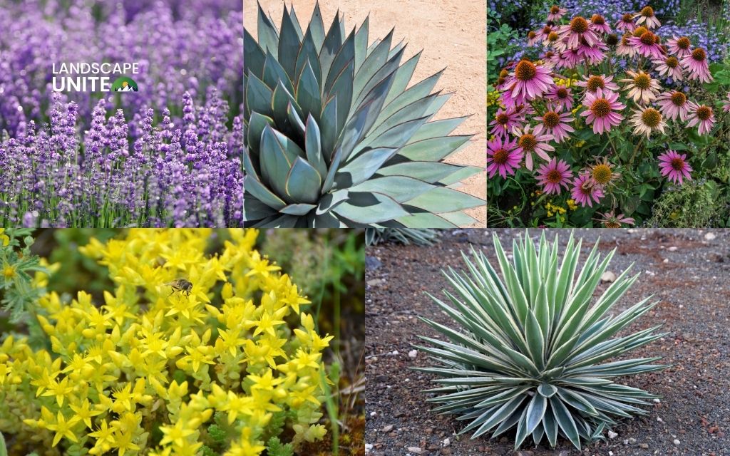 What makes plants perfect for xeriscaping?