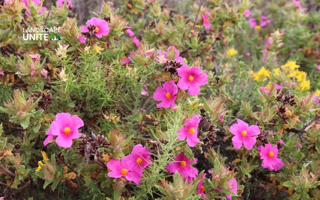 Top drought tolerant plant categories for every landscape