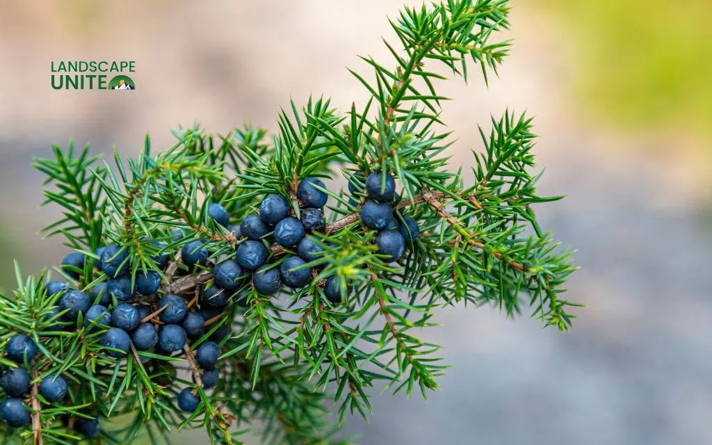Understanding drought tolerance: The science behind water-wise plants