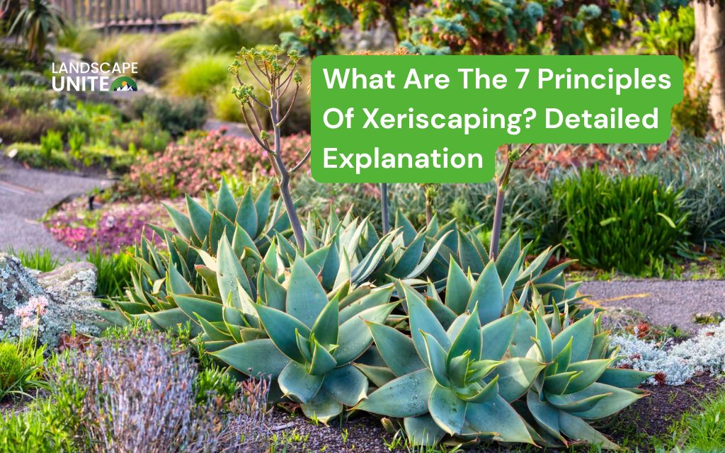 What Are The 7 Principles Of Xeriscaping? Detailed Explanation