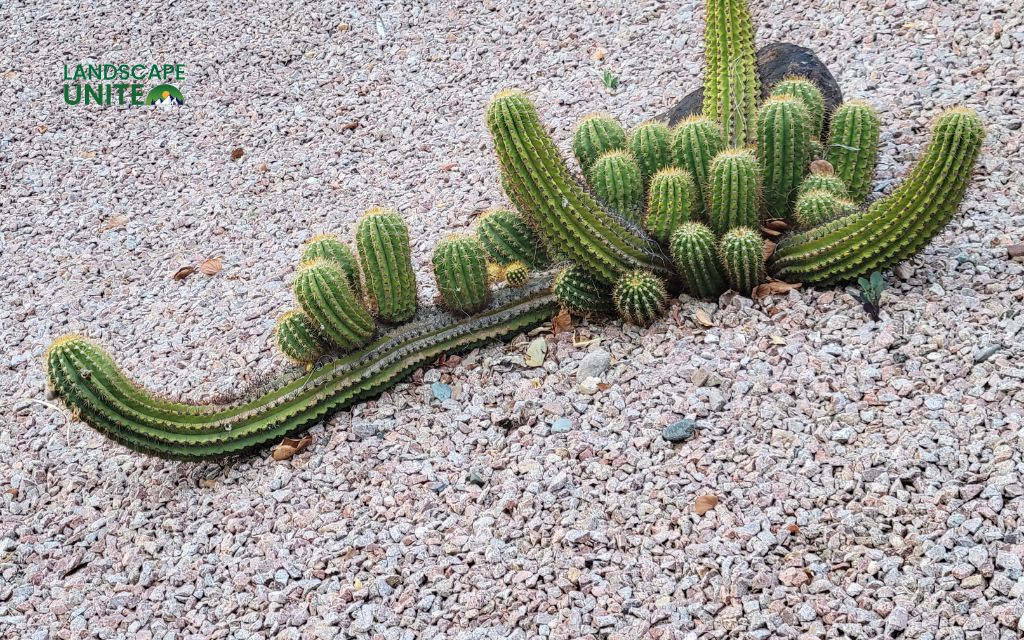 What is xeriscaping and why should you care?