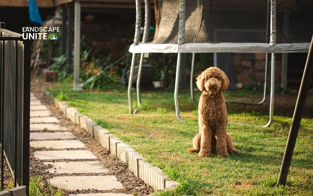 10 best dog-friendly xeriscape backyard ideas transfer your homes 1 What makes a dog-friendly xeriscape backyard ?