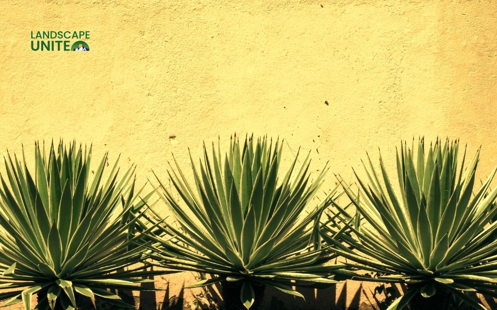 What makes plants perfect for xeriscaping?