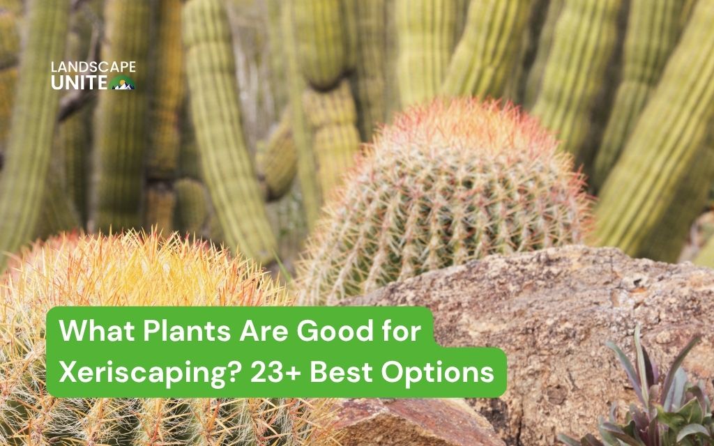 What Plants Are Good for Xeriscaping in Your Region? 23+ Best Options