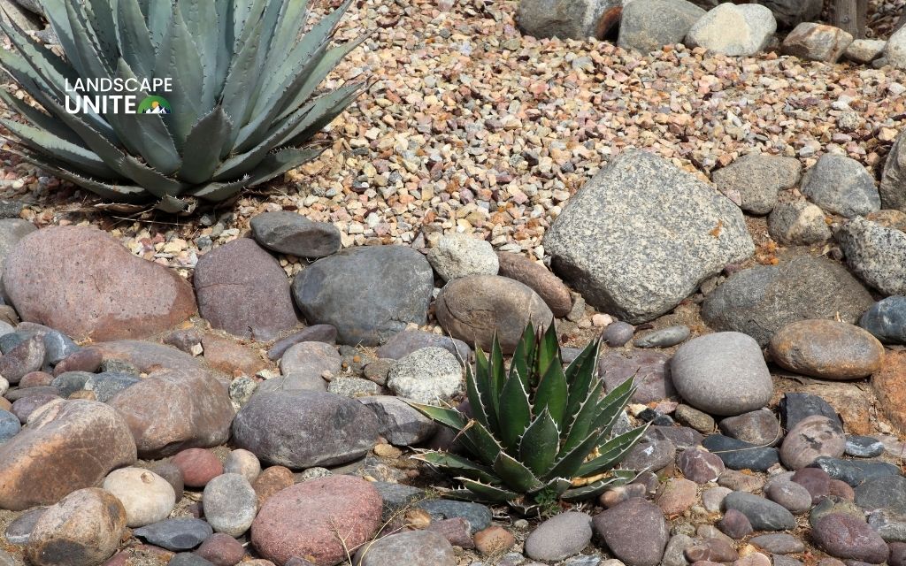 What plants are good for xeriscaping in your region?