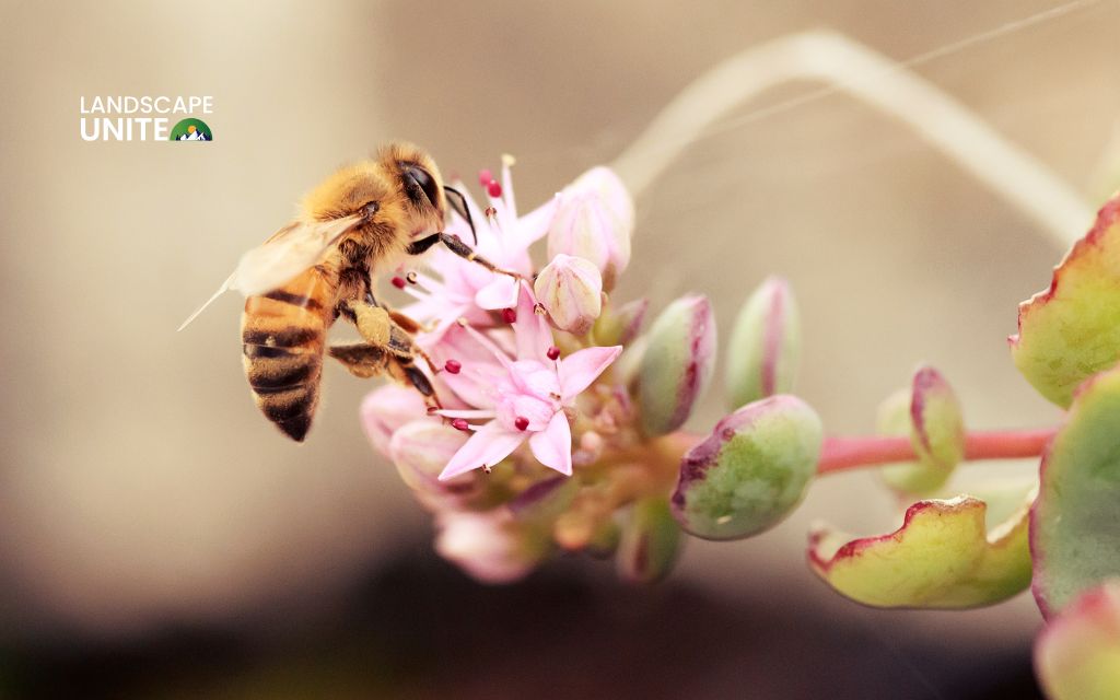Why should you make it pollinator-friendly?