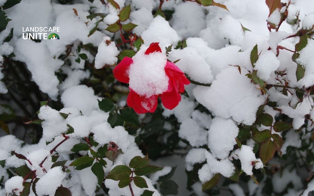 How to winterize roses for maximum survival? Expert guide for zones 3-7 4 Common mistakes to avoid