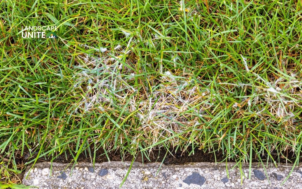 Fungicides & pesticides treatment