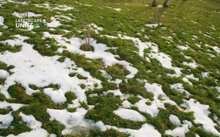 How do you winterize your lawn? 6 simple steps for a healthier spring lawn