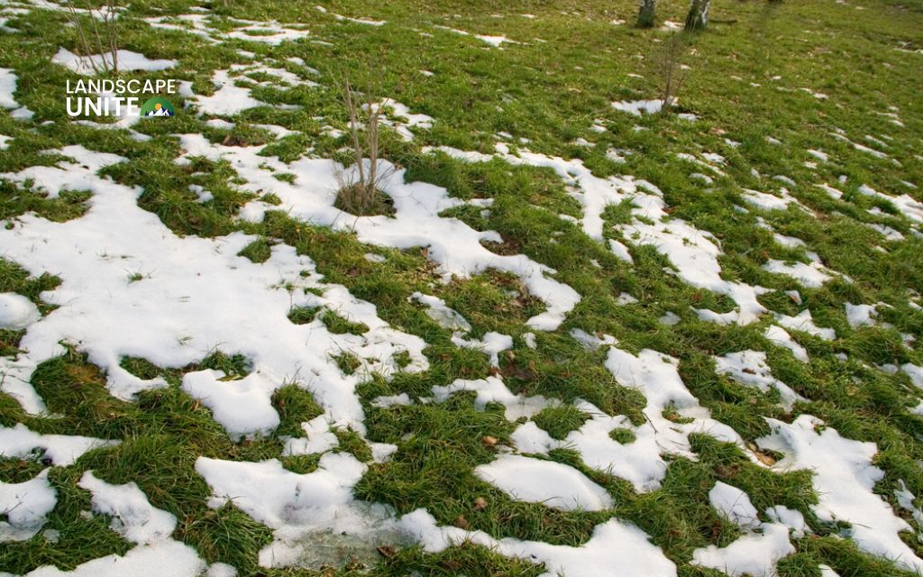 How do you winterize your lawn? 6 simple steps for a healthier spring lawn