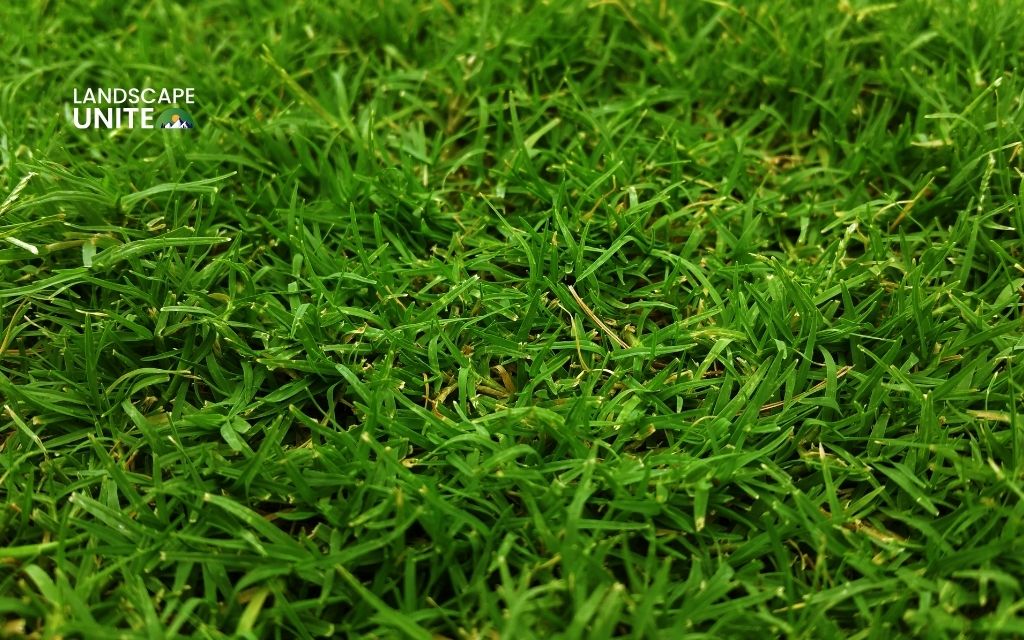 How to apply fertilizer in fall