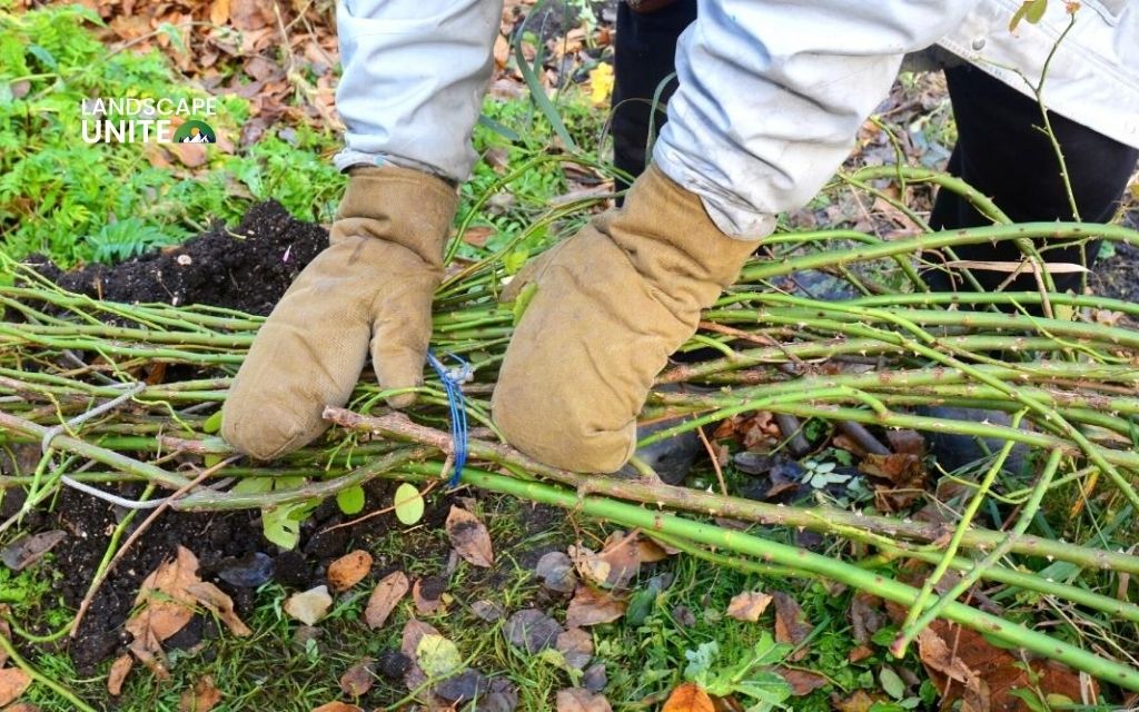 How to winterize roses for maximum survival? Expert guide for zones 3-7 3 How to winterize climbing roses