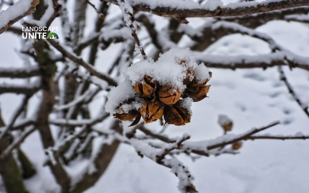 How to winterize hibiscus indoors & outdoors: Complete guide for all varieties