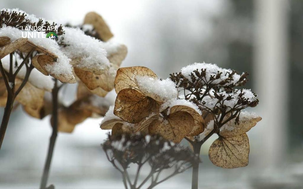 How to winterize hydrangea plants successfully? 6 expert steps every gardener needs