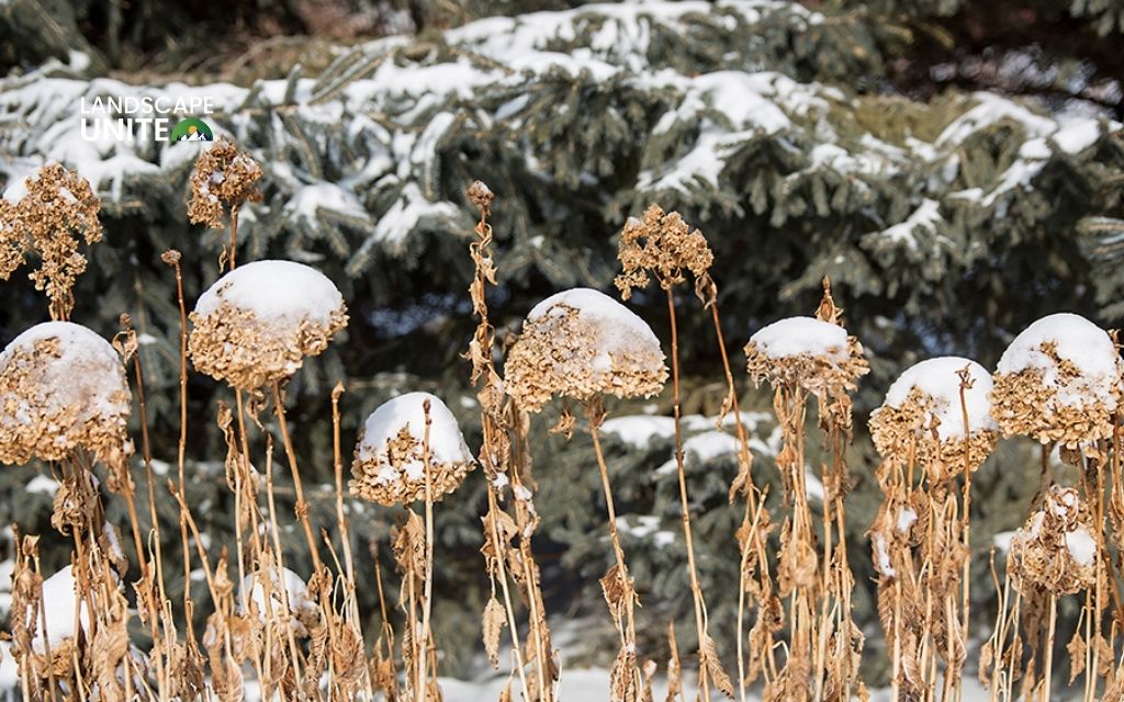 How to winterize hydrangea plants successfully? 6 expert steps every gardener needs 2 How to winterize hydrangea plants