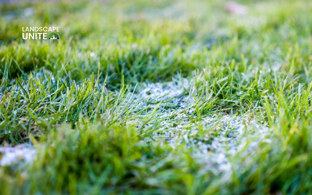 How do you winterize your lawn? 6 simple steps for a healthier spring lawn 1 How to winterize lawn? Step-by-step guide