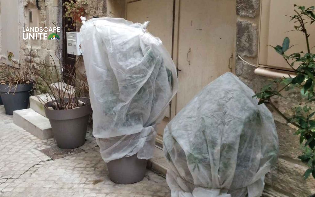 How to winterize plants? 6 essential steps to protect your garden this winter