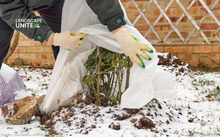 How to Winterize Plants? 6 Steps to Garden Success