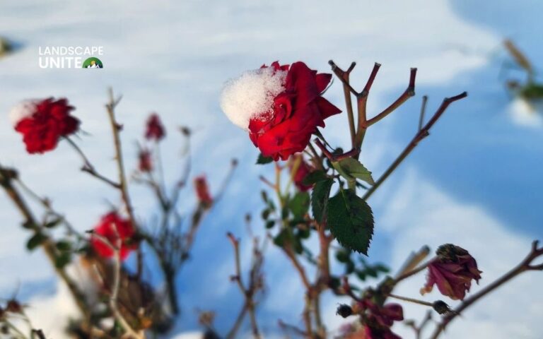 How to winterize roses for maximum survival? Expert guide for zones 3-7